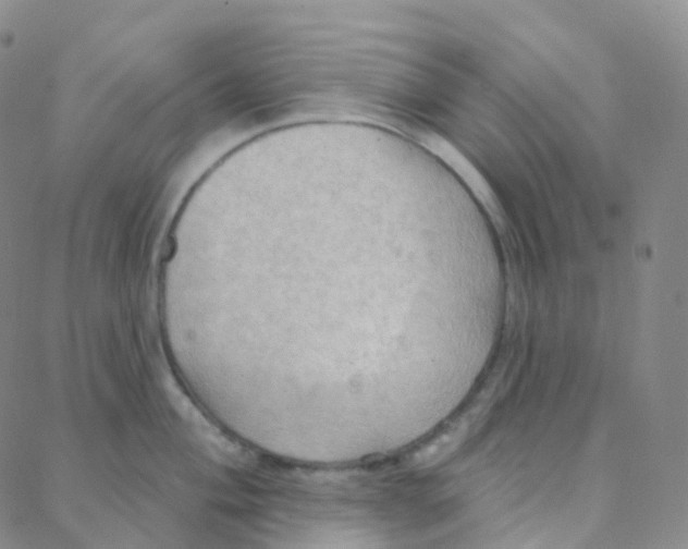 X0000088381004200706191303