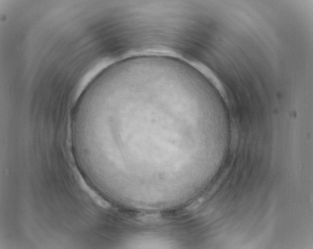 X0000088381006200706191303