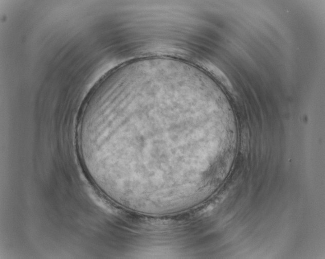 X0000088381039200706191303