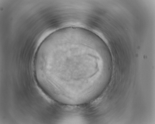 X0000088381056200706191303