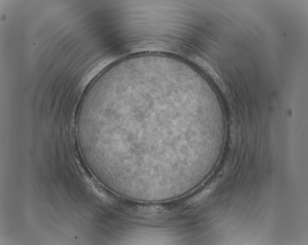 X0000088381129200706191301