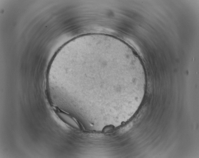 X0000088381136200706191301