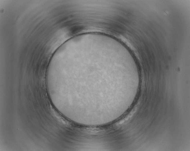 X0000088381137200706191301