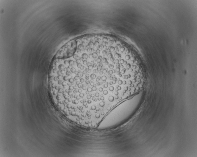 X0000088381220200706191259