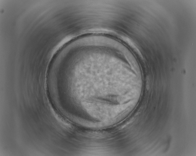 X0000088381229200706191300