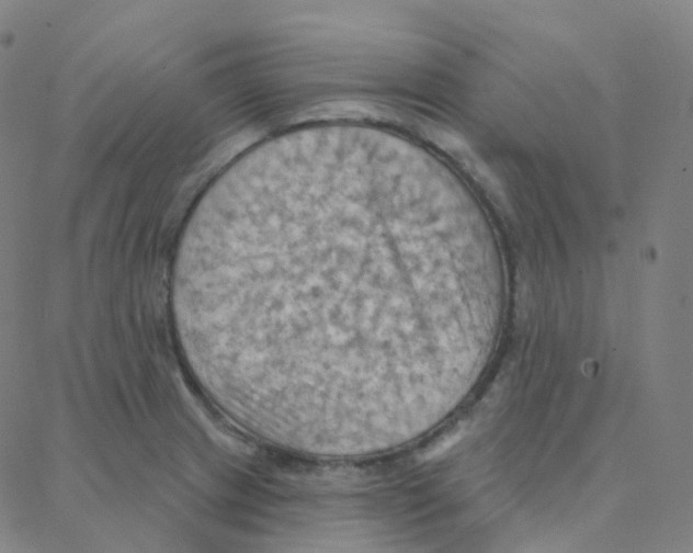 X0000088381233200706191300