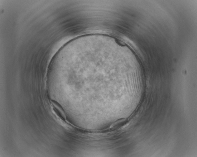 X0000088381236200706191300