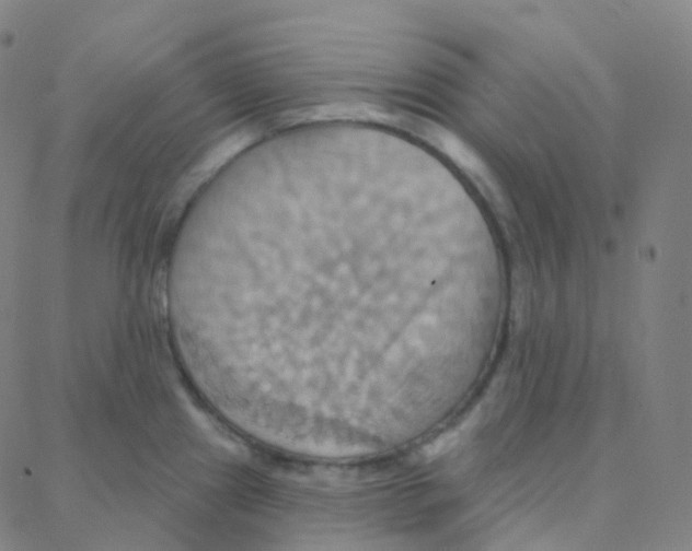 X0000088381241200706191300