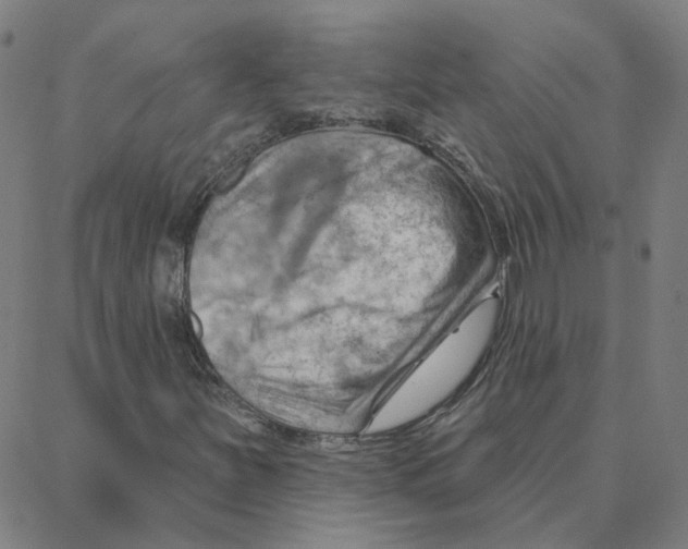 X0000088381251200706191259