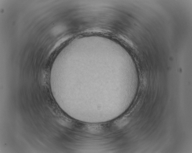 X0000088381258200706191259