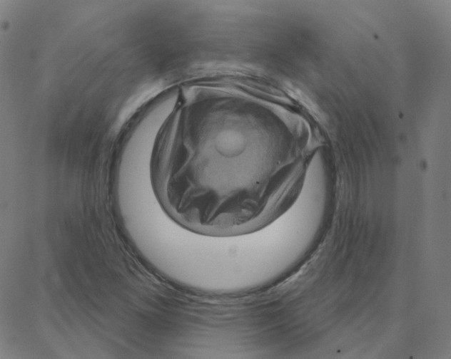 X0000088381261200706191259