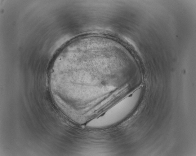 X0000088381267200706191259