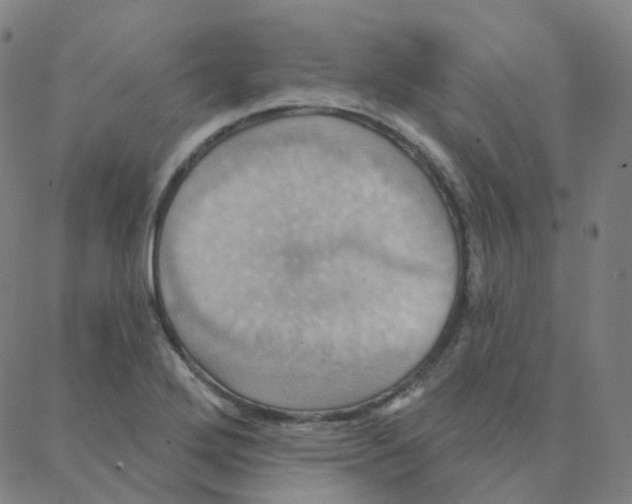 X0000088381272200706191259