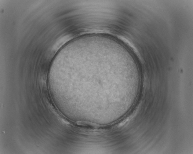 X0000088381273200706191259