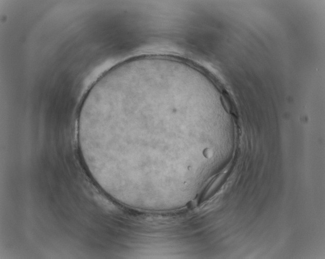 X0000088381366200706191257