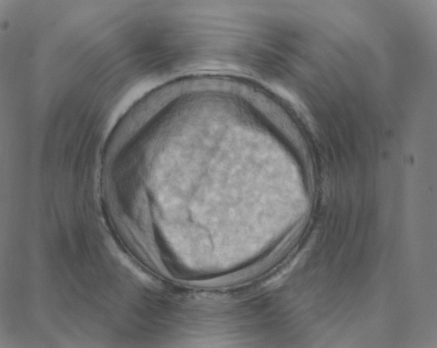 X0000088381374200706191257