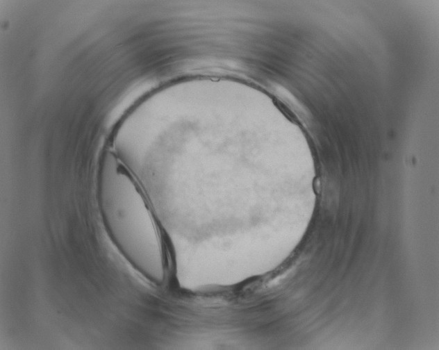 X0000088381384200706191257