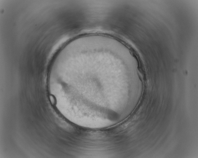 X0000088381416200706191256