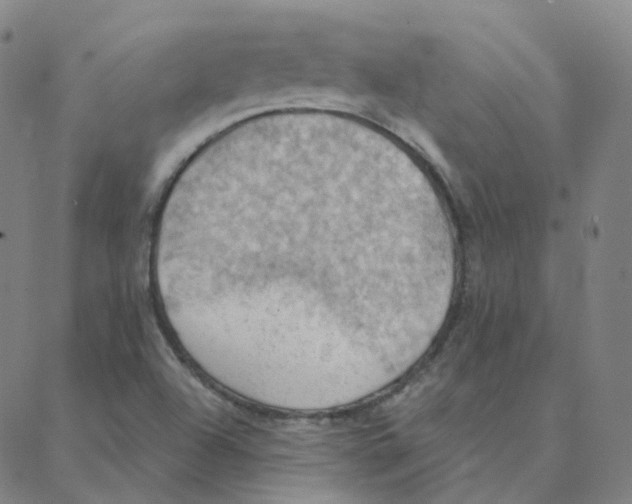 X0000088381504200706191255