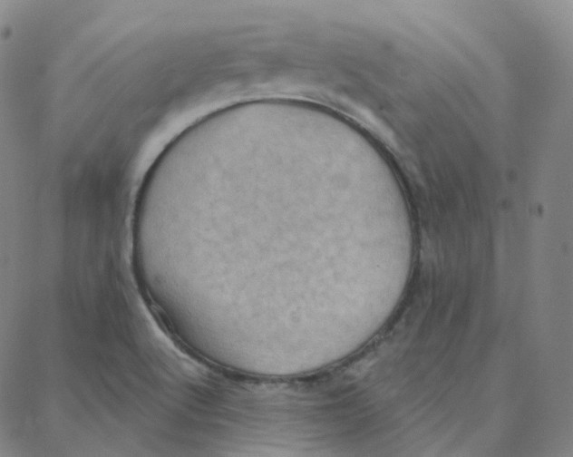 X0000088381512200706191255