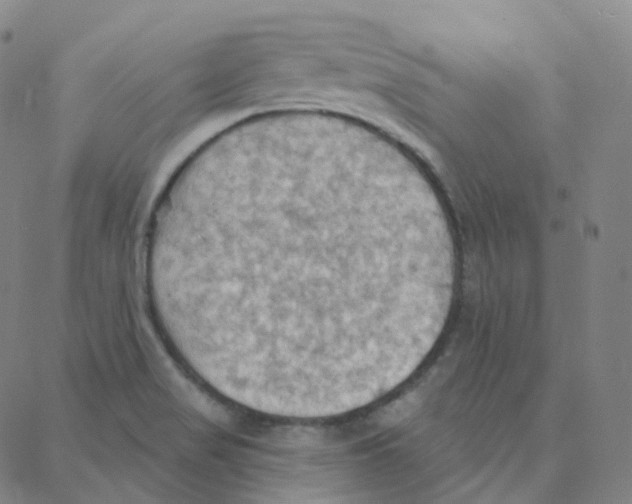 X0000088381517200706191255