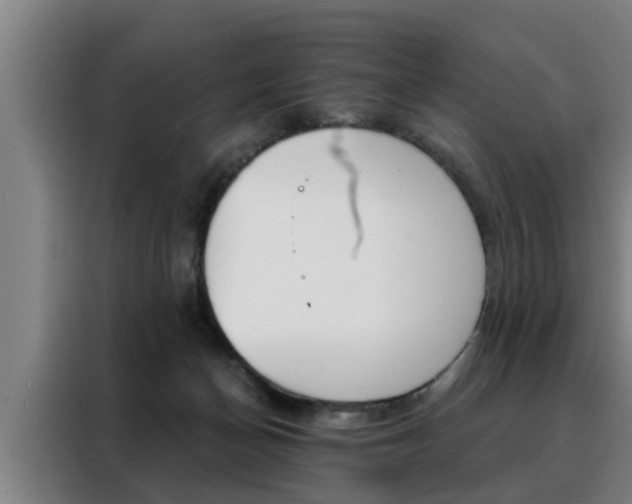 X0000088390174200705220808