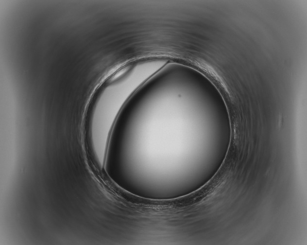 X0000088390436200705220804