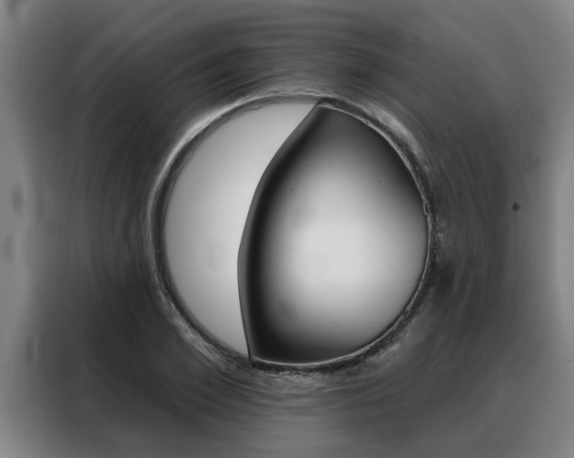 X0000088390981200705220757