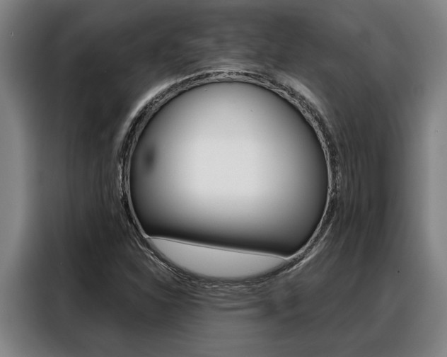X0000088391310200705220753