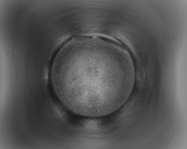 X0000088390115200705221122