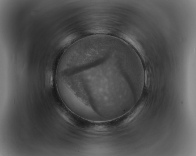 X0000088390157200705221121