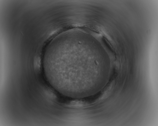 X0000088390211200705221121