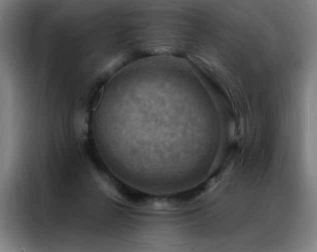 X0000088390264200705221120