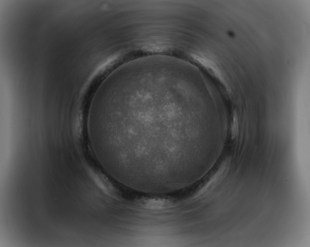 X0000088390400200705221118