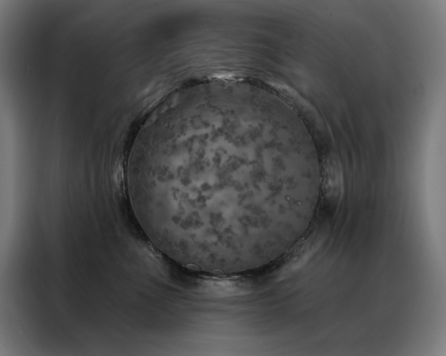 X0000088390523200705221117