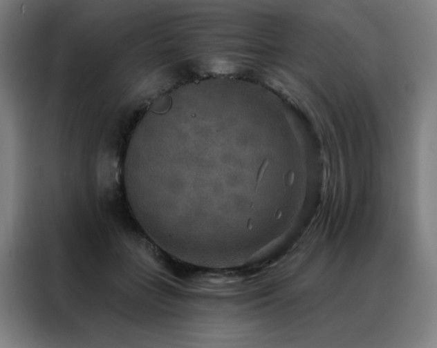 X0000088390555200705221116