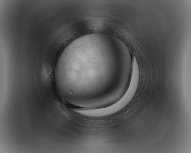 X0000088390750200705221114