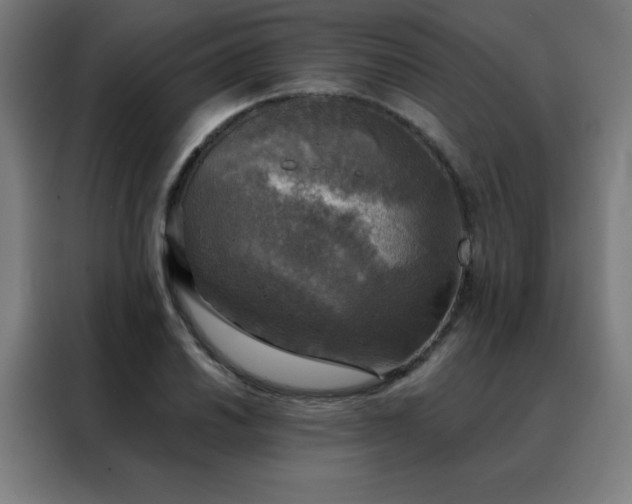 X0000088391030200705221110