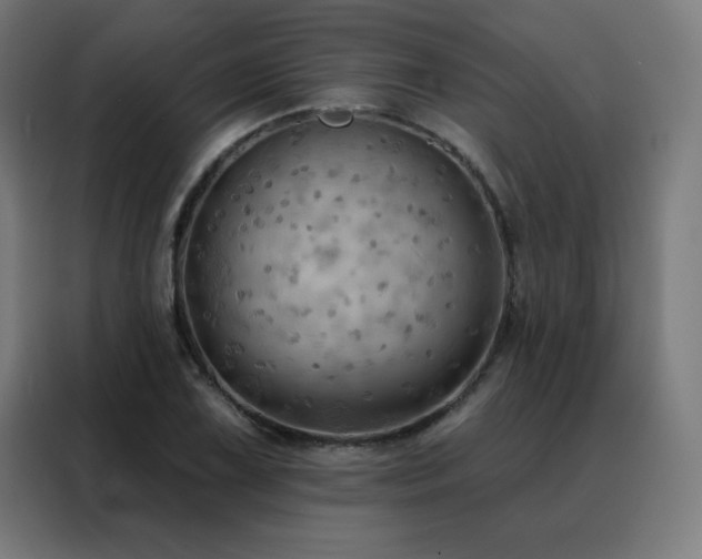 X0000088391075200705221109