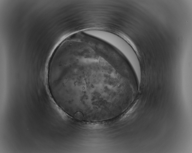 X0000088391099200705221109