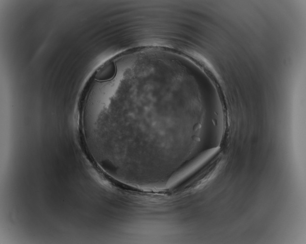 X0000088391125200705221109