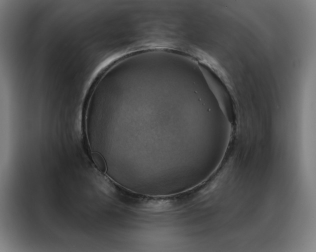 X0000088391174200705221108