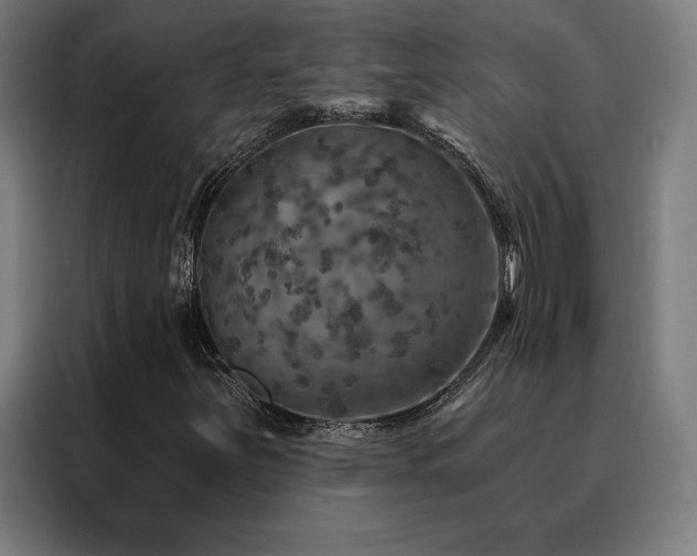 X0000088391251200705221107