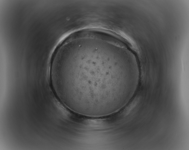 X0000088391272200705221107