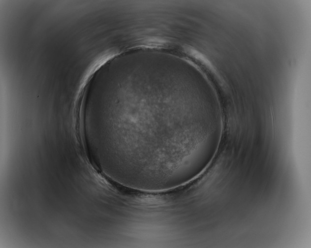 X0000088391362200705221106