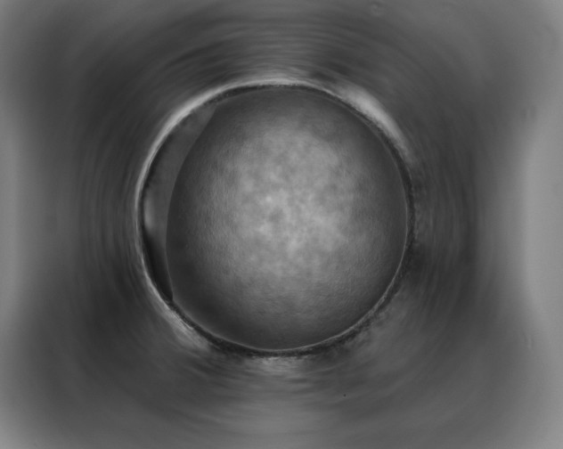 X0000088391380200705221105