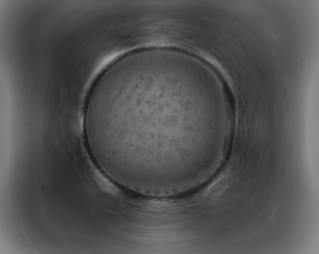 X0000088391416200705221105