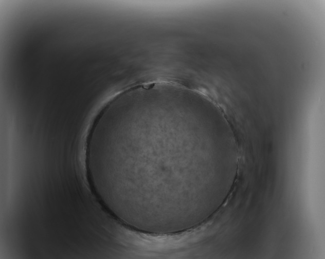 X0000088390006200705291418