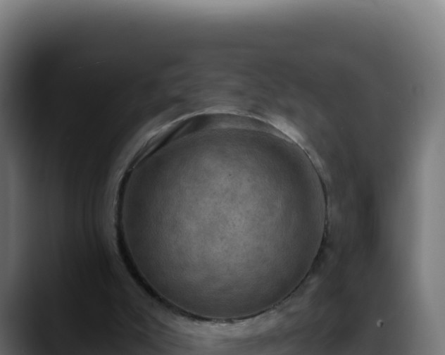 X0000088390007200705291418