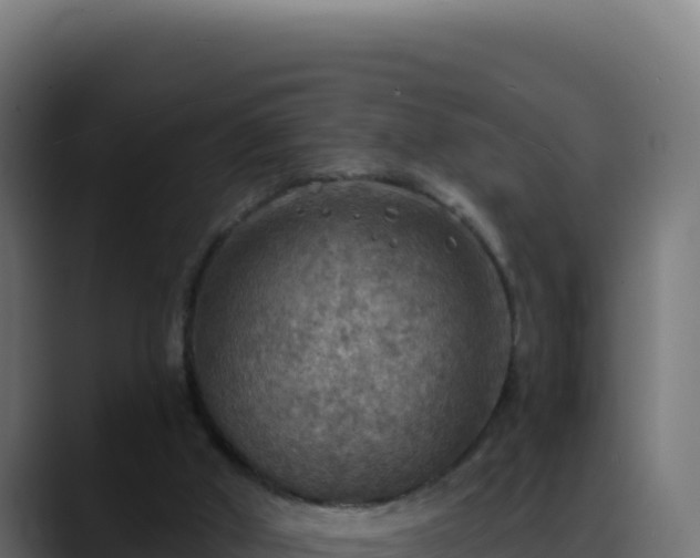 X0000088390010200705291418